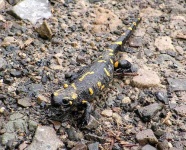 image of european_fire_salamander