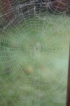 image of spider_web