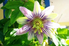 image of passion_flower #33