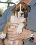 image of boxer