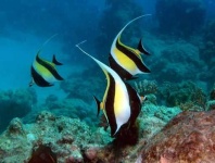 image of reef