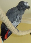 image of african_grey #29