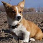 image of corgi #11