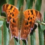 image of animal