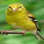 image of bird