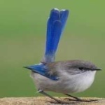 image of bird