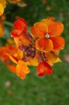 image of flower