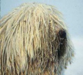 image of komondor