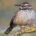 image of bird