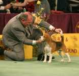 image of beagle