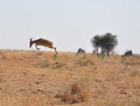 image of animal