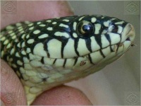 image of king_snake