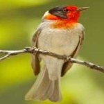 image of bird
