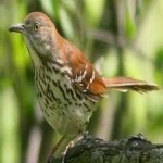 image of brown_thrasher #3