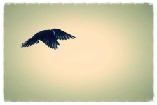image of animal