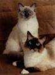 image of siamese_cat #16