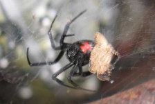 image of black_widow