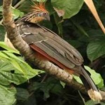 image of bird