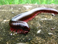 image of centipede