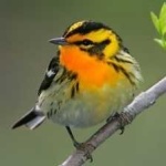 image of bird