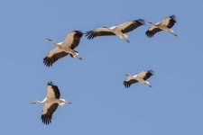 image of stork