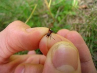 image of ant