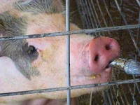 image of hog