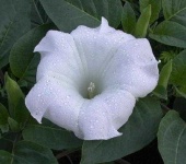 image of flower