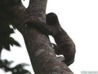 image of three_toed_sloth