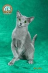 image of animal
