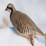 image of bird
