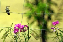 image of hummingbird