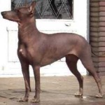 image of animal