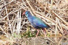 image of european_gallinule #25