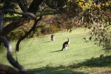 image of animal