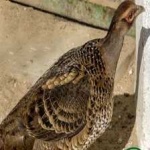 image of bird