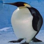 image of emperor_penguin #24