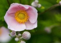 image of flower