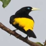 image of bird