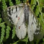 image of animal