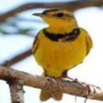 image of bird
