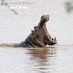 image of hippopotamus