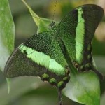 image of banded_butterfly #108