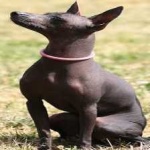 image of animal