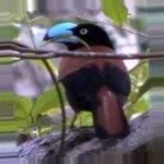 image of bird