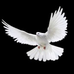 image of dove