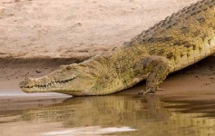 image of african_crocodile