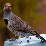 image of bird
