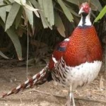 image of bird