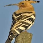 image of hoopoes